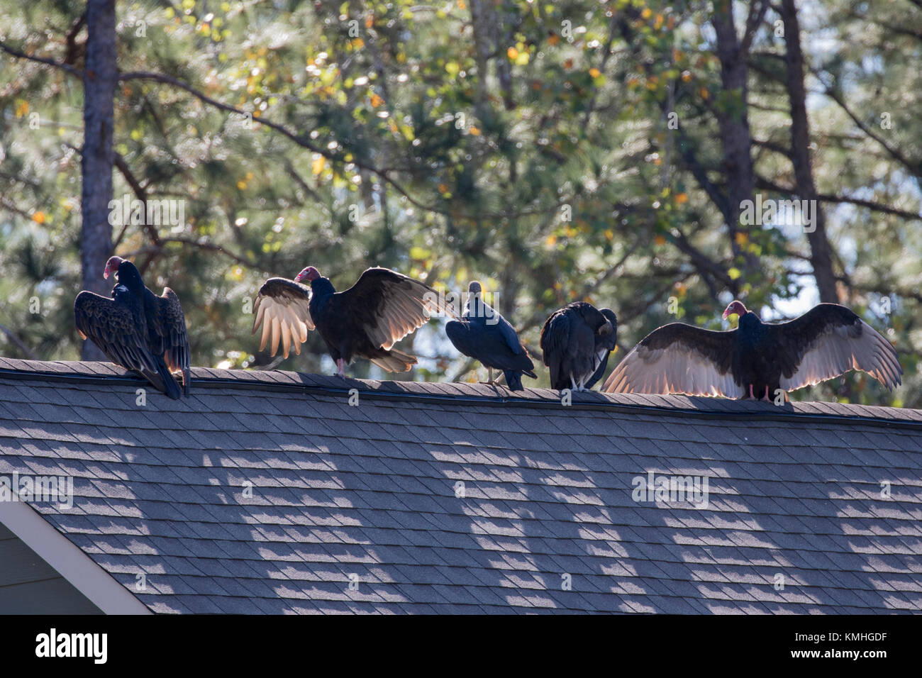 Turkey buzzards sunning and preening themselves on the roofline of a