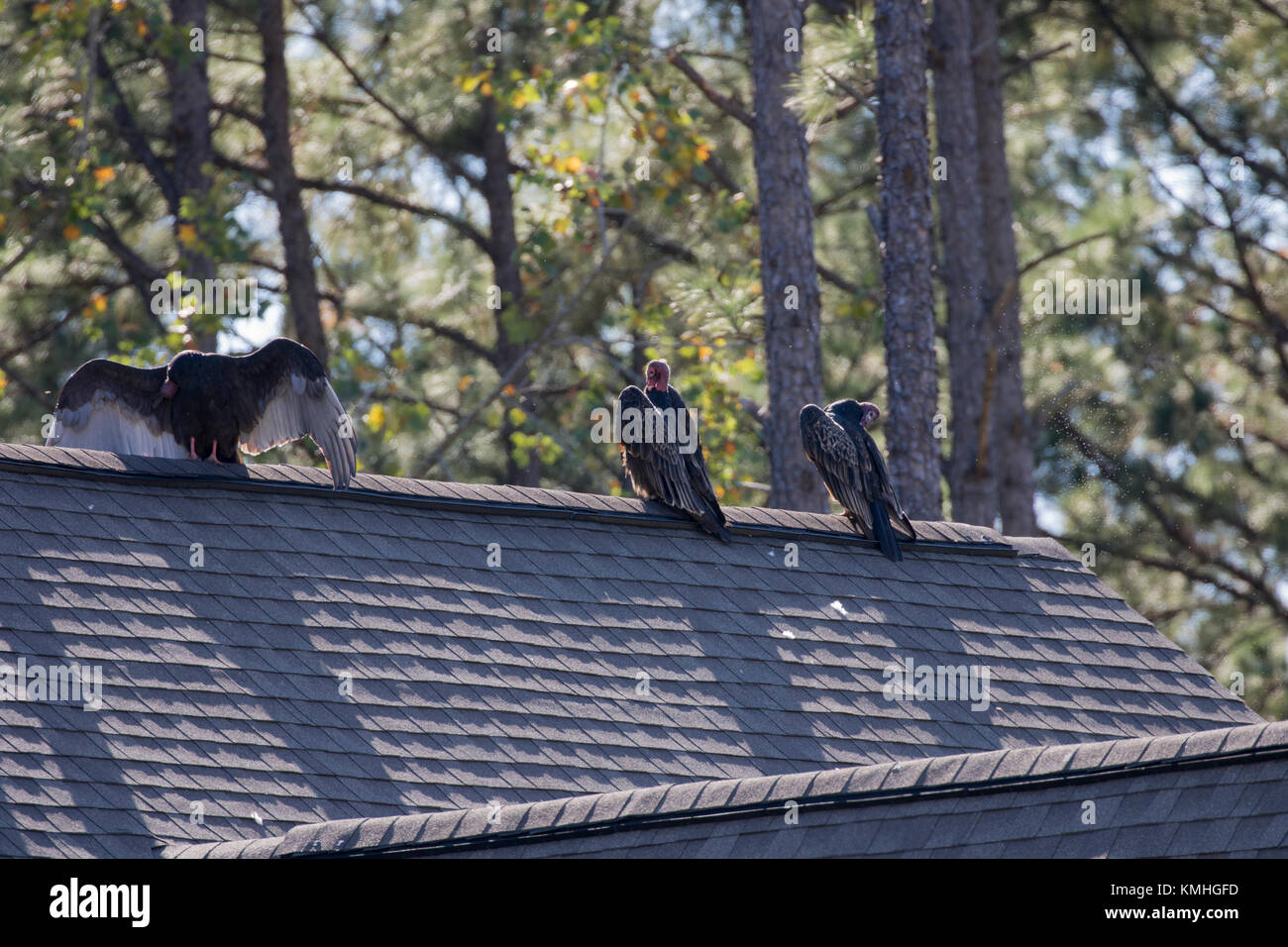 Turkey buzzards sunning and preening themselves on the roofline of a