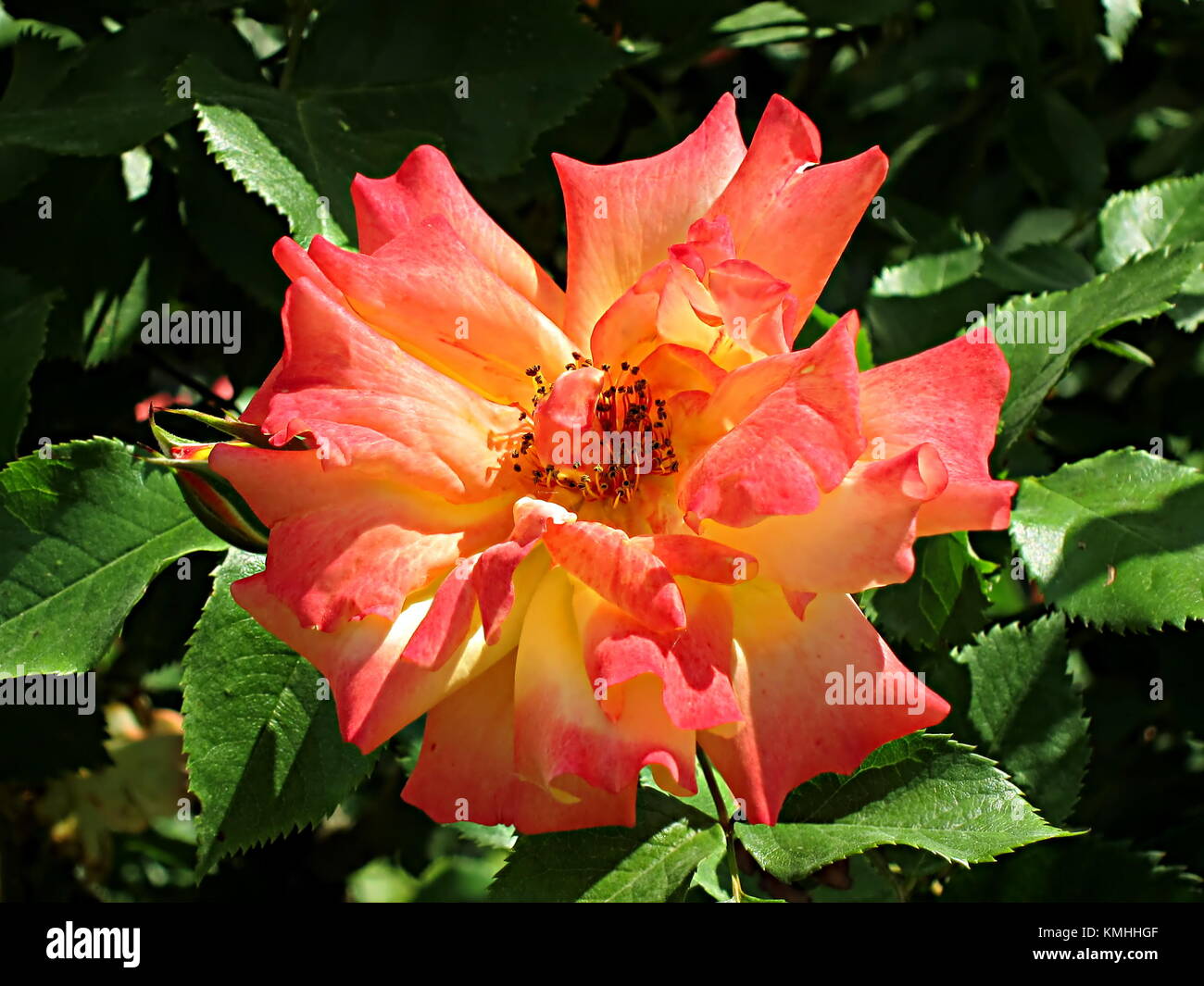 Bloomed Pink and Yellow rose close up in a Vienna garden, Austria, on a sunny day Stock Photo