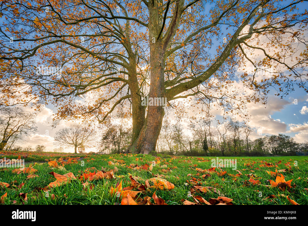 beautiful tree with autumn leaves Stock Photo - Alamy