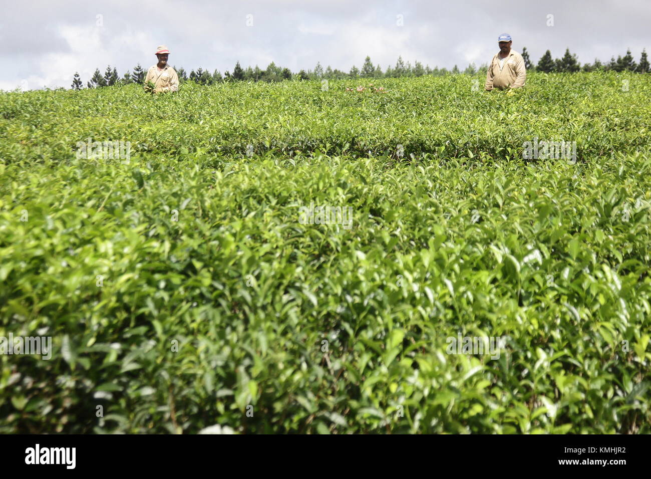 Beautiful panoramic view from the Bois Cheri chale, Bois Chéri, the biggest tea producer in Mauritius. Stock Photo