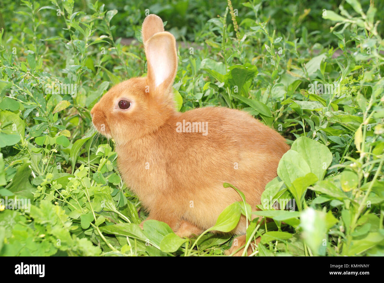 Light Orange Rabbit Little orange rabbit isolated on green background Stock Photo - Alamy