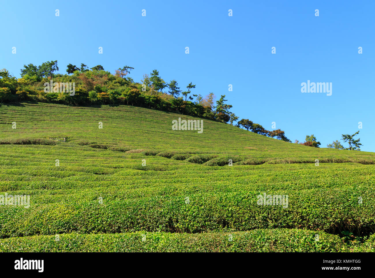 Boseong Green Tea Plantation farm in Korea Stock Photo Alamy