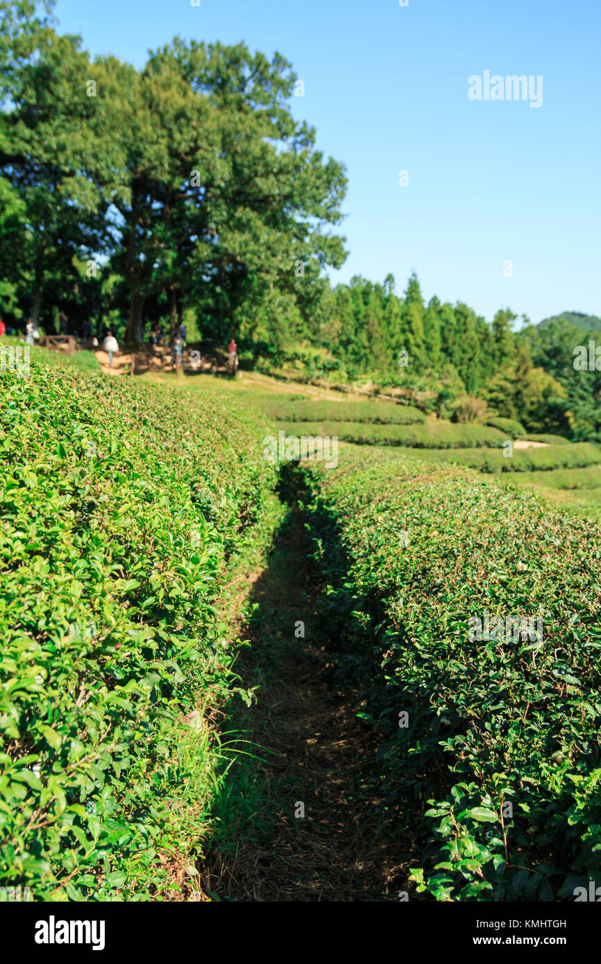 Boseong Green Tea Plantation farm in Korea Stock Photo Alamy