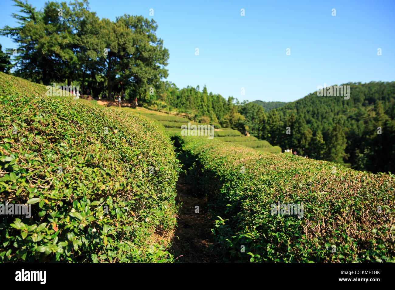 Boseong Green Tea Plantation farm in Korea Stock Photo Alamy