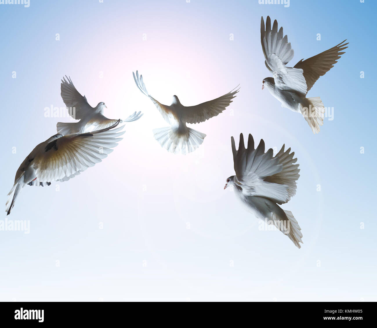 a flock of white dove flying in the sun, isolated object, symbol of