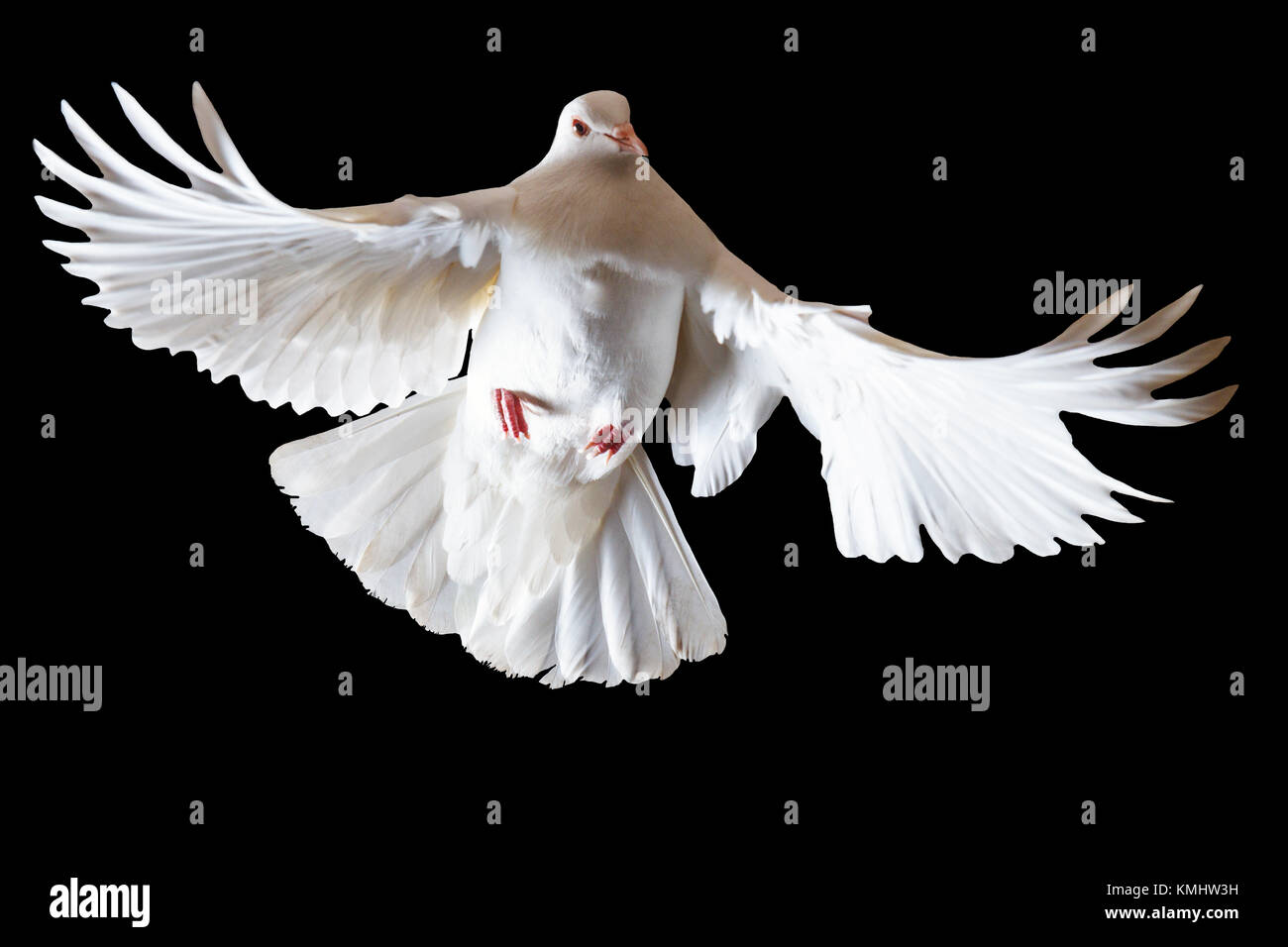 White pigeon spiritual meaning