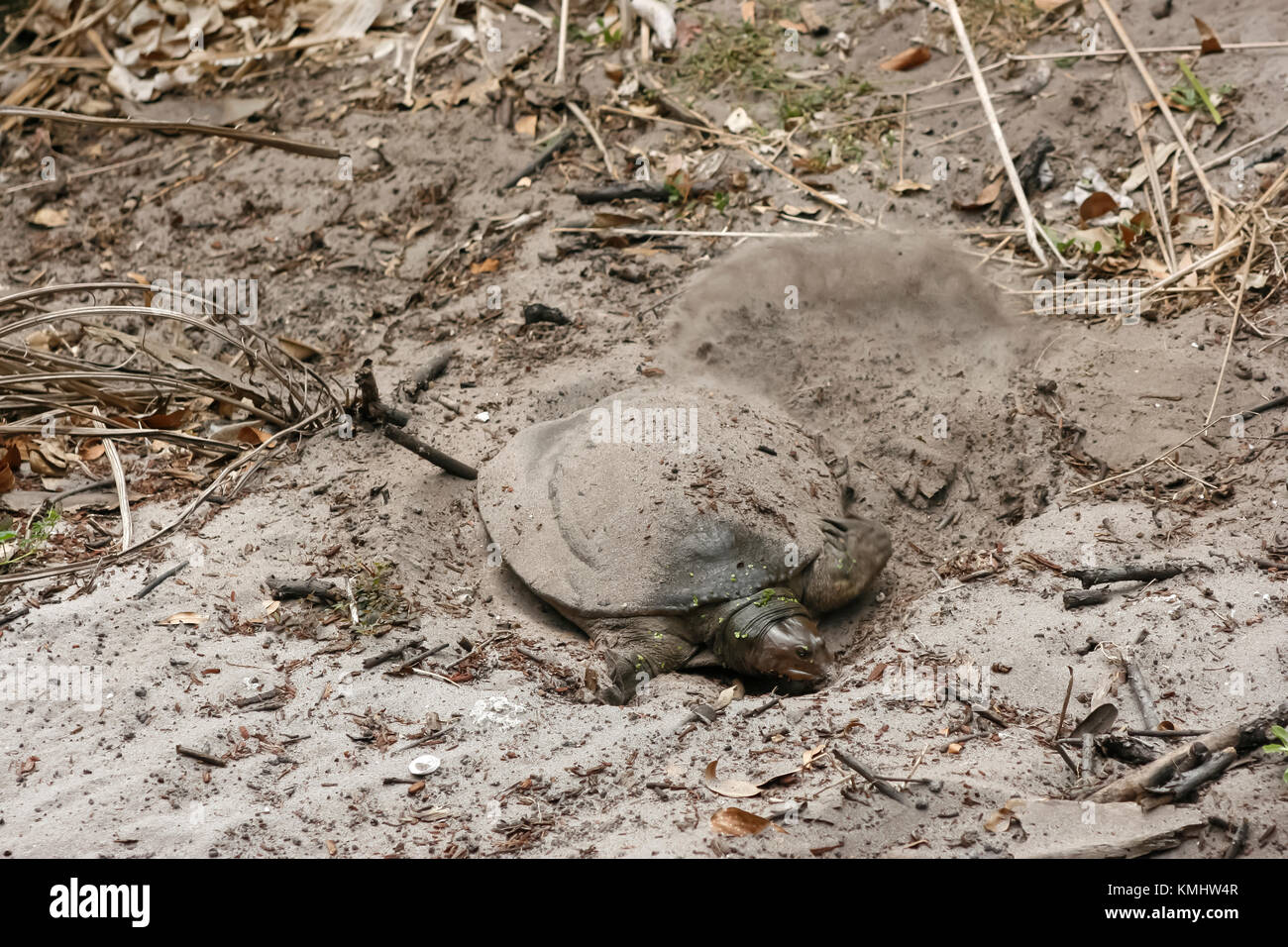 Florida freshwater softshell turtle cooling off by burrowing into the dirt. Stock Photo