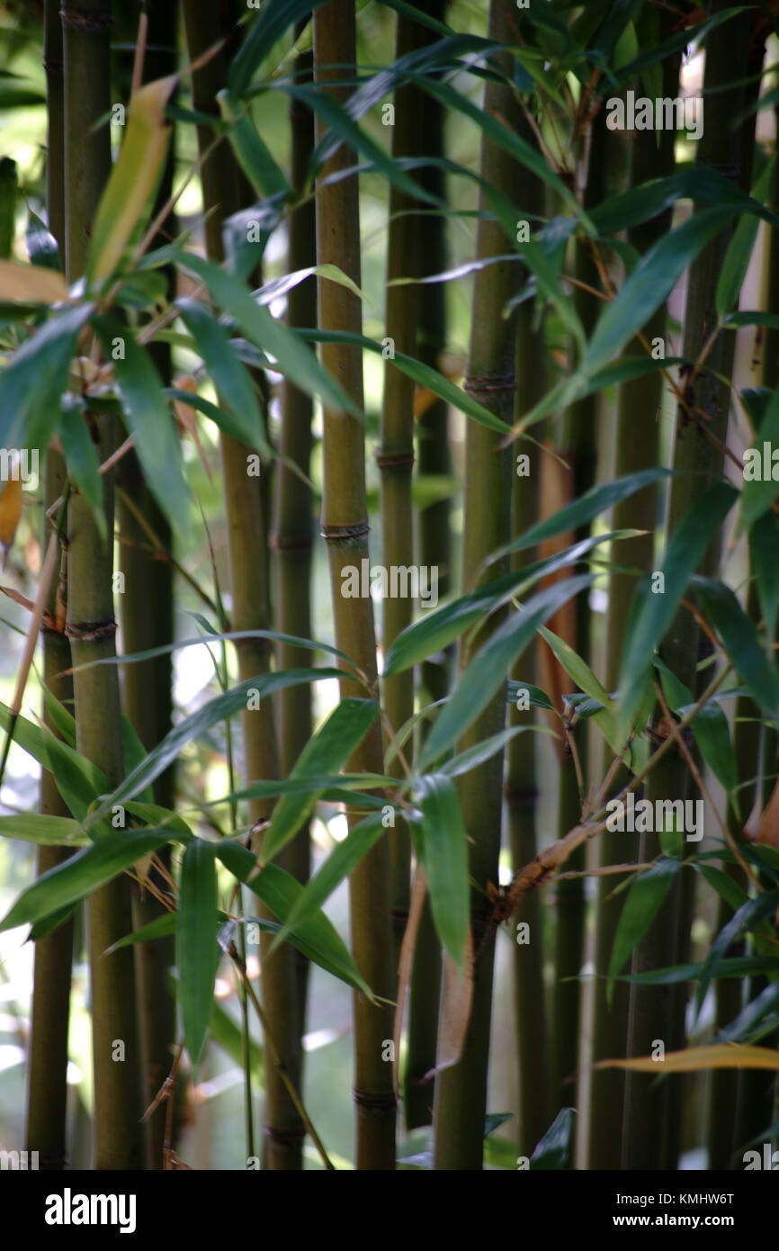 Side by side stalks and bamboo shoots of the Narihira bamboo, Semiarundinaria fastuosa. Stock Photo
