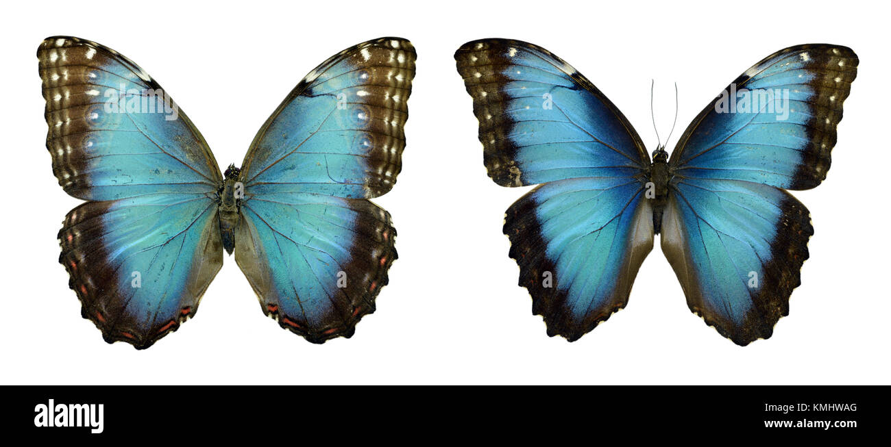 Beautiful exotic colorful blue Morpho butterflies isolated on white background Stock Photo