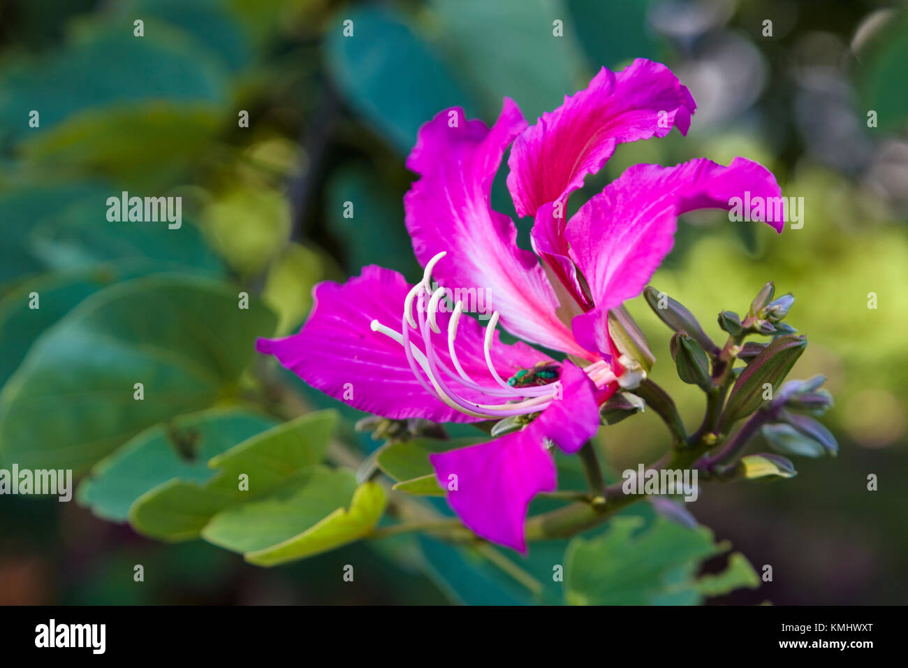 Close up of flower on Hong Kong Orchid Tree Stock Photo