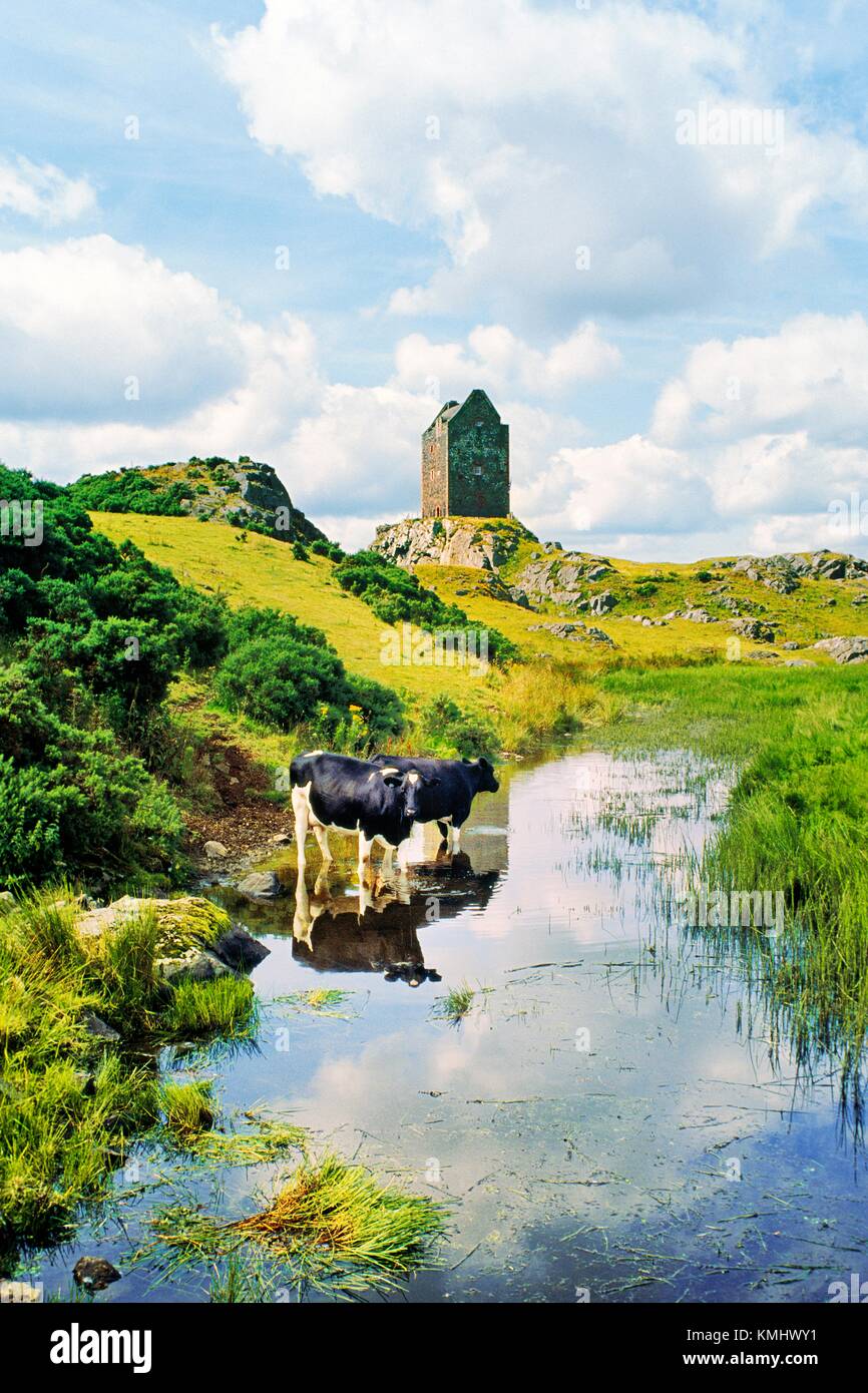 Smailholm Tower fortified house pele tower in the Borders region of south Scotland UK United Kingdom. Dairy cattle beside pool Stock Photo