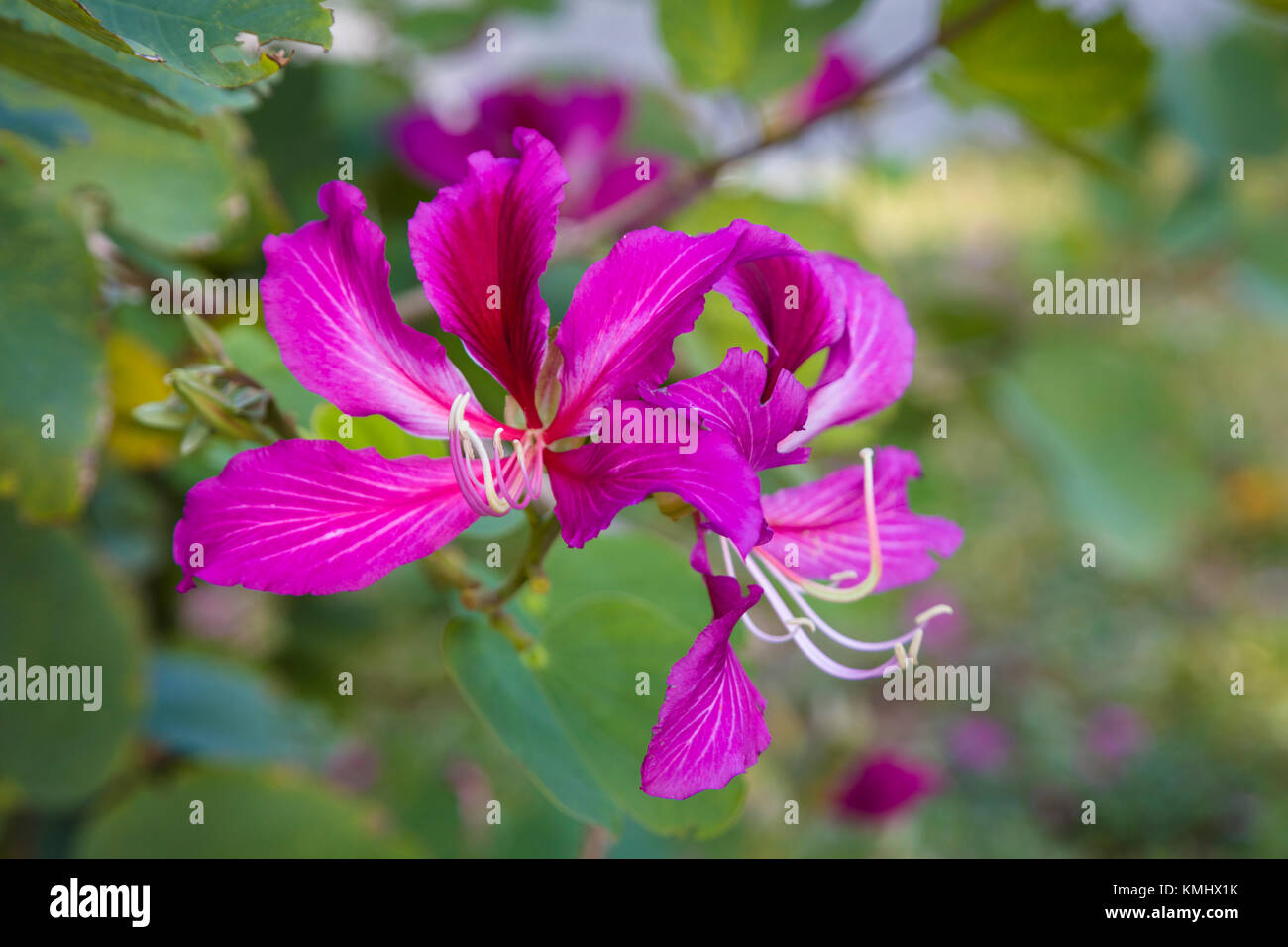 Close up of flower on Hong Kong Orchid Tree Stock Photo Alamy