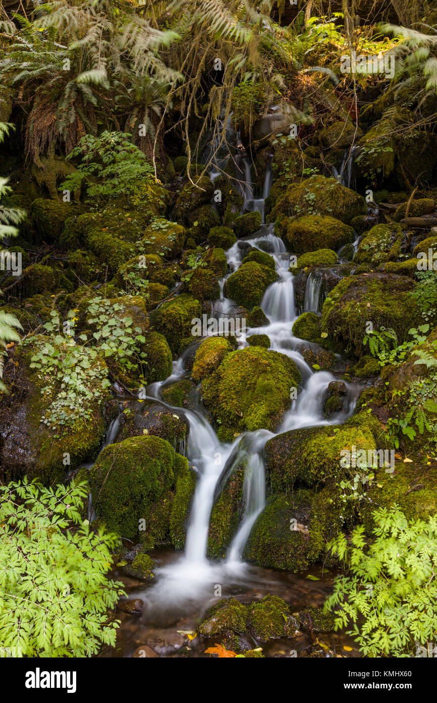 Small waterfalls on Shore Shore Drive of Lake Quinault in Olympic National Park in Washington State in the United States Stock Photo