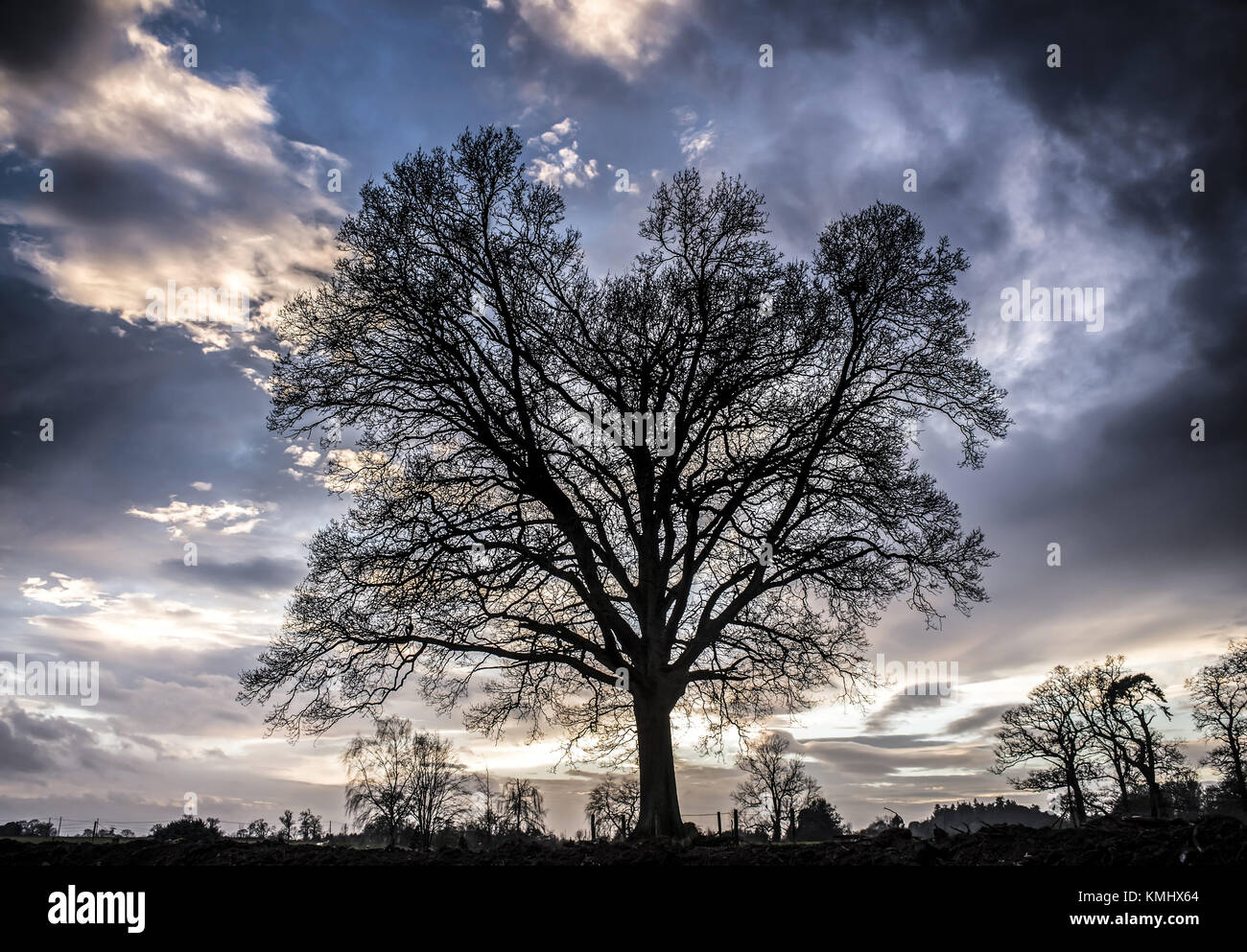 Oak Tree silhouetted against blue cloudy sky Stock Photo - Alamy