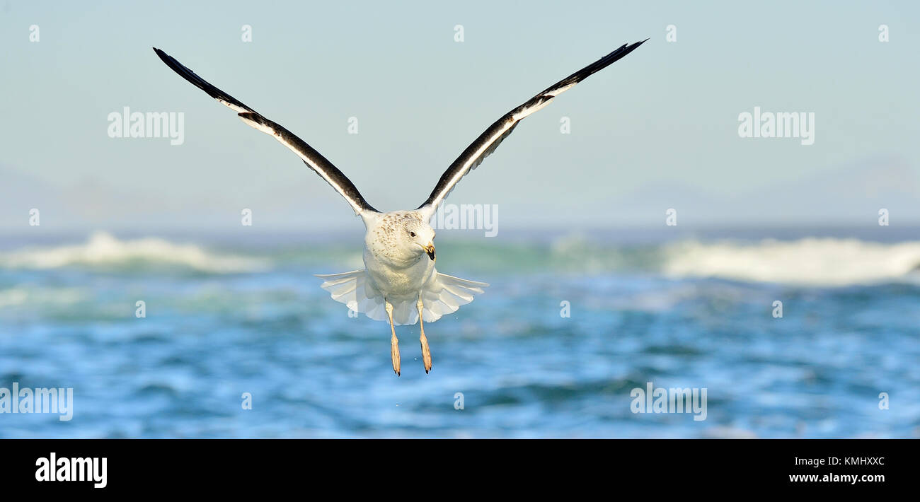 Flying Kelp gull (Larus dominicanus), also known as the Dominican gull and Black Backed Kelp Gull. False Bay, South Africa Stock Photo