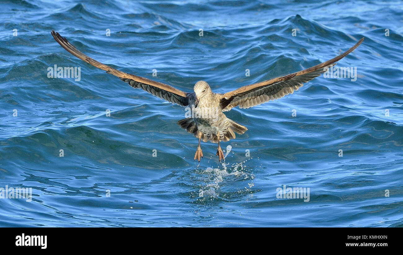 Flying Juvenile Kelp gull (Larus dominicanus), also known as the Dominican gull and Black Backed Kelp Gull. False Bay, South Africa Stock Photo