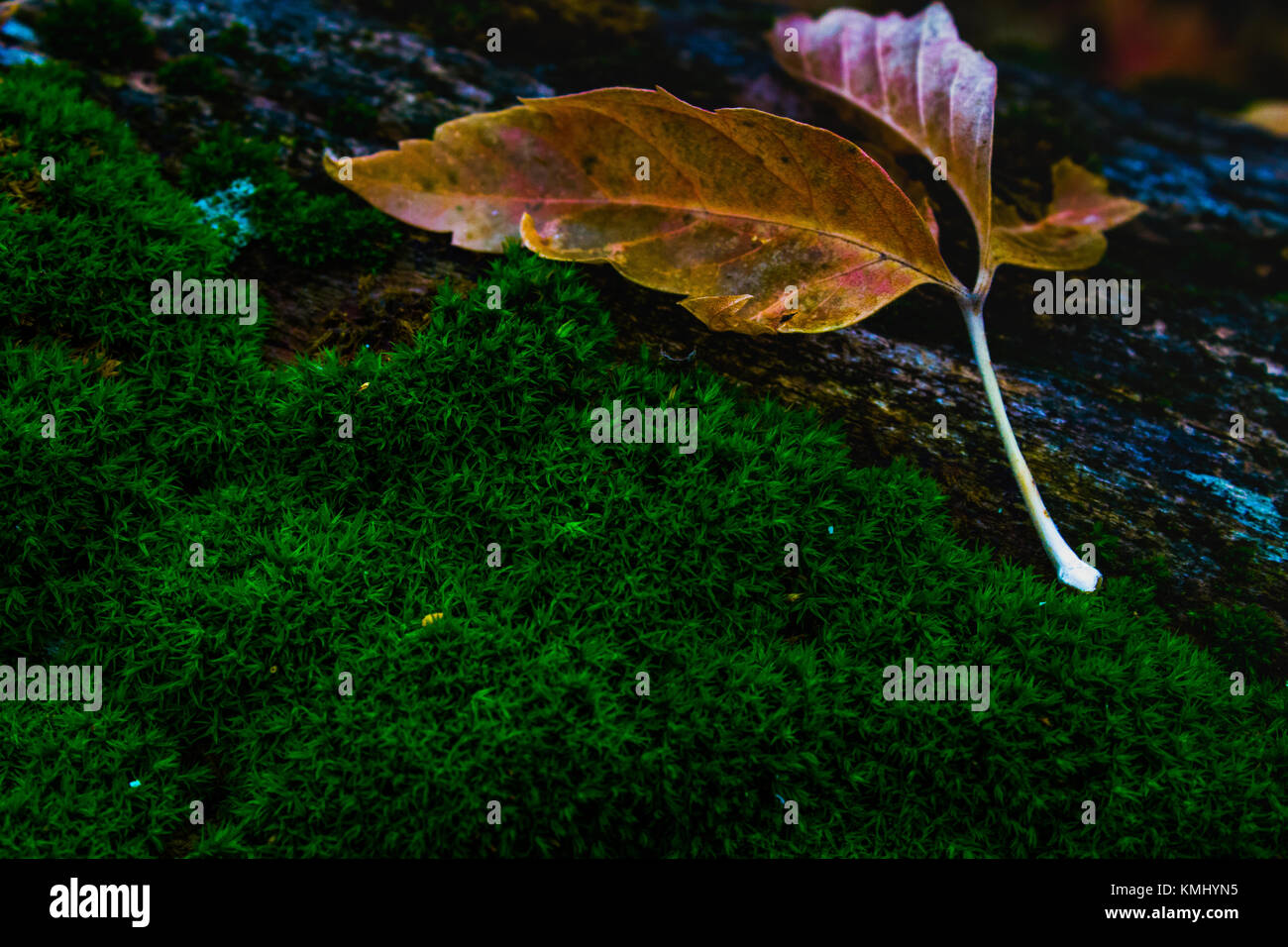 leaf on the moss of a fallen tree just before the first frost of the ...
