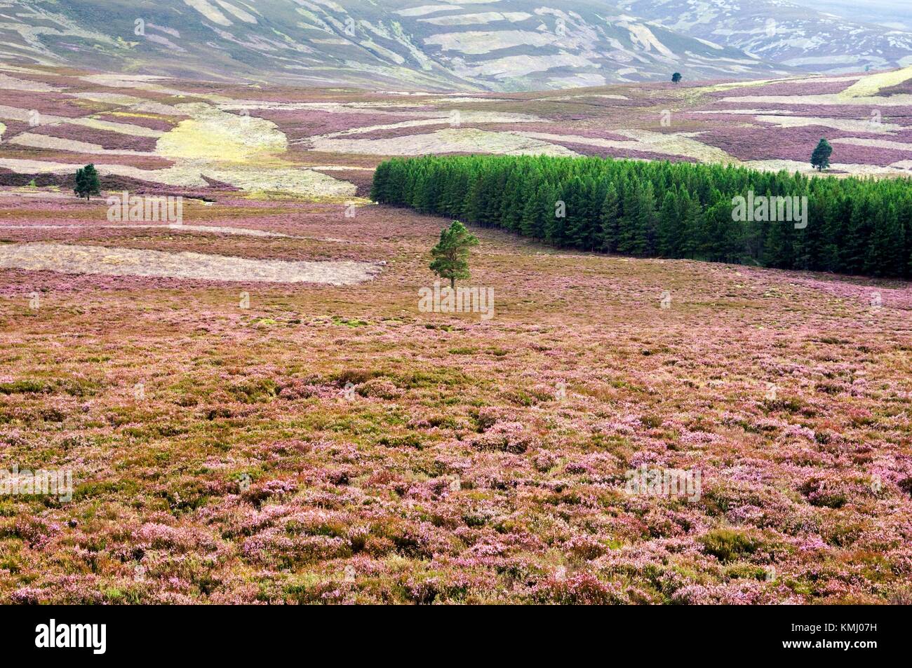 Heather in full bloom on grouse moors at Colnabaichin near Balmoral in the Grampian region of Scotland Stock Photo