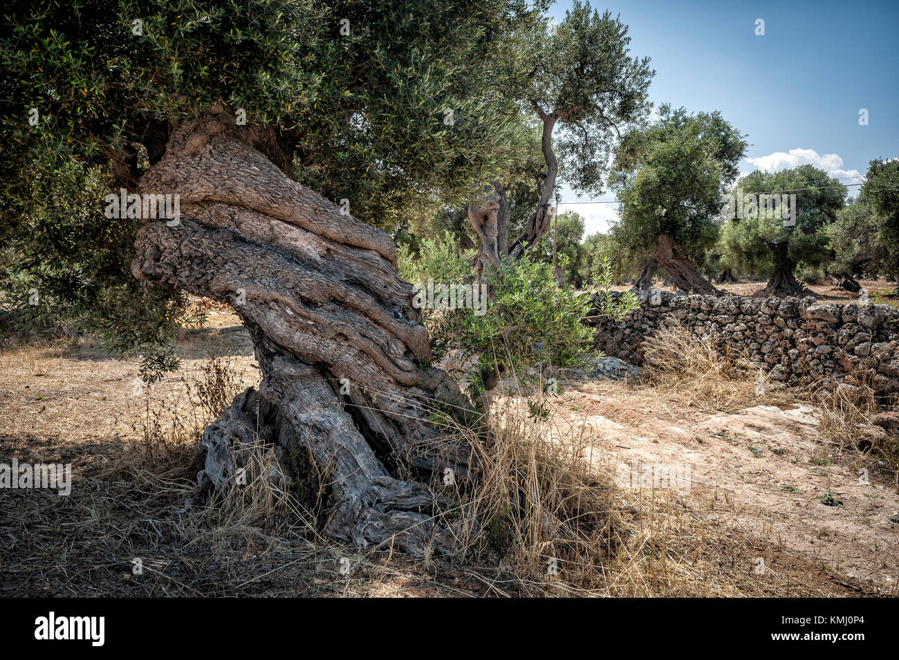 A spectacular Twisted Olive Tree with stonewall and fields in