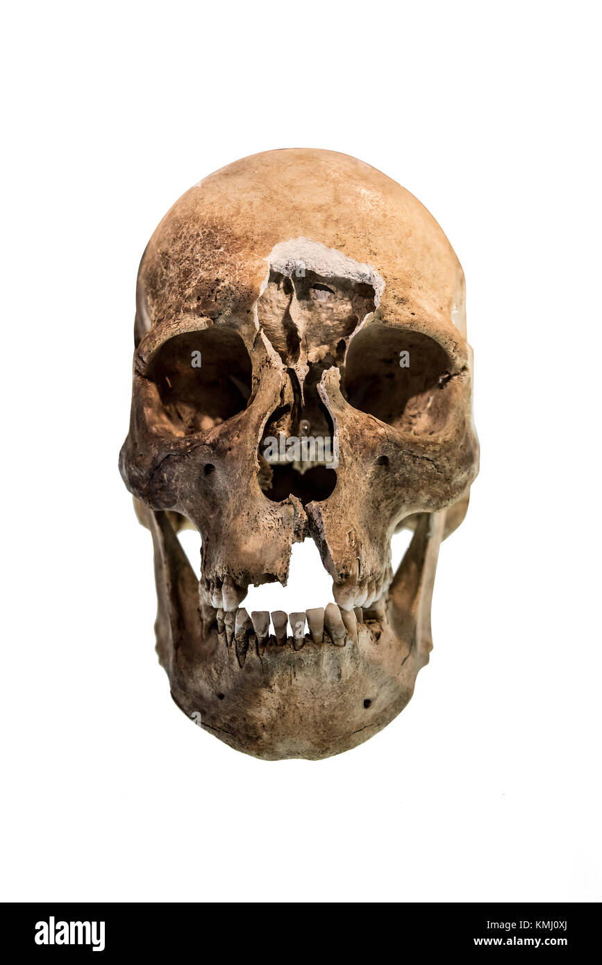 Human skull isolated. Stock Photo
