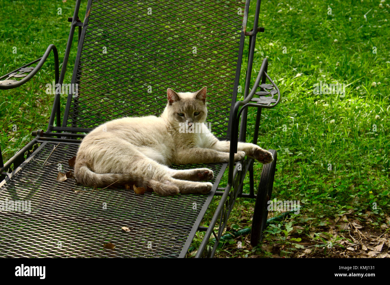 The world’s second most popular pet is still a predatory carnivore at