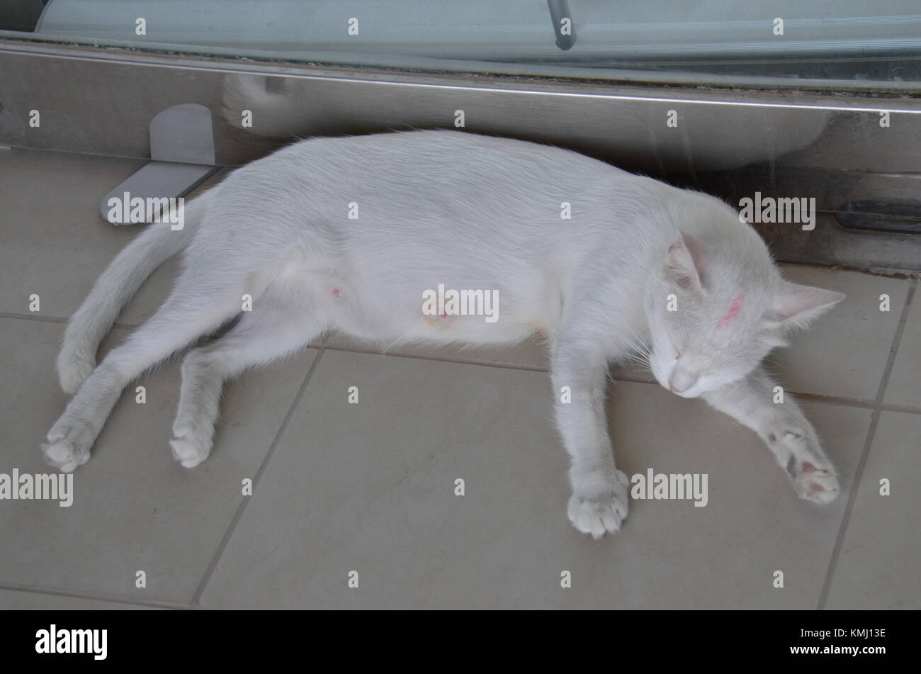 The world’s second most popular pet is still a predatory carnivore at