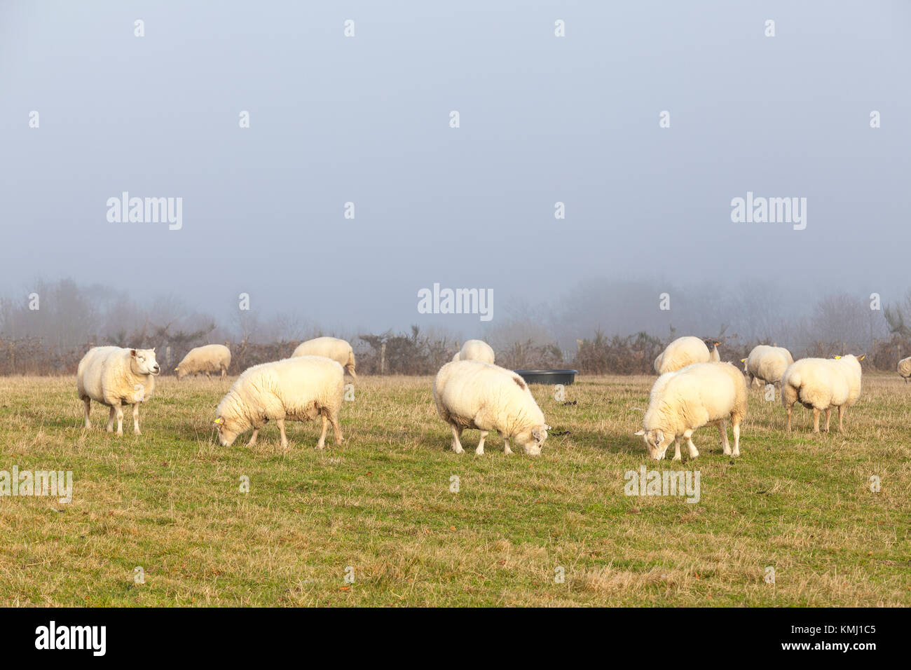 Flock of sheep with heavy woolly fleece grazing at sunset in a field as a winter storm rolls in with thick mist  beind them Stock Photo