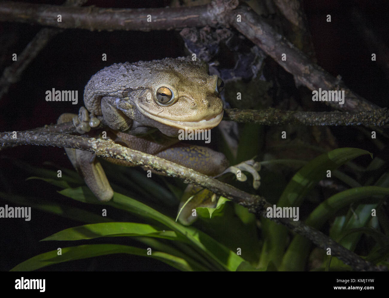 World's Biggest Cuban Tree Frog at night .The Cuban tree frog ( Osteopilus septentrionalis ) . Cuba in natural habitat Stock Photo