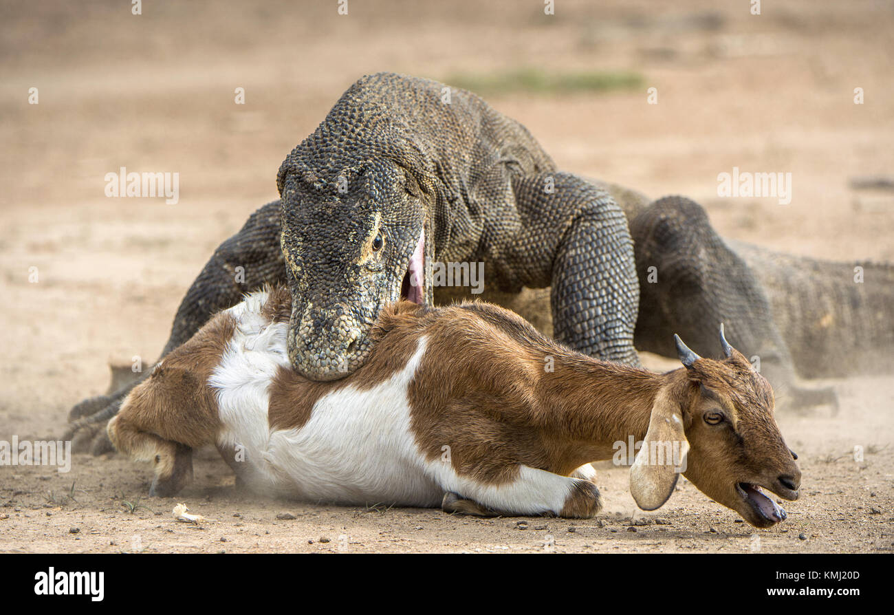 The dragon attacks. The Komodo dragon attacks the prey. The Komodo dragon, Varanus komodoensis, is the biggest living lizard in the world.On island Ri Stock Photo