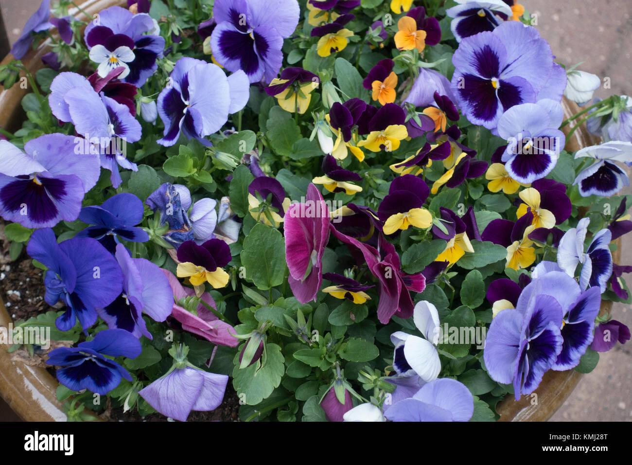 Flower pot chocked-full of blue, purple, violet and yellow pansies. St Paul Minnesota MN USA Stock Photo
