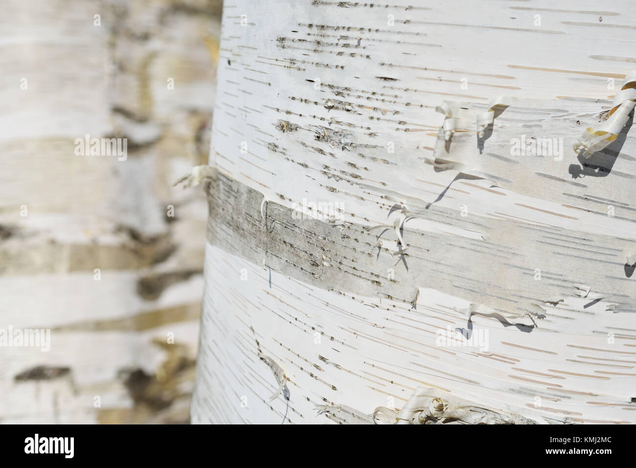 Birch bark background. Tree trunk detail showing the smooth texture, curly peelings, striped markings and silver, white and grey color pattern on pla Stock Photo