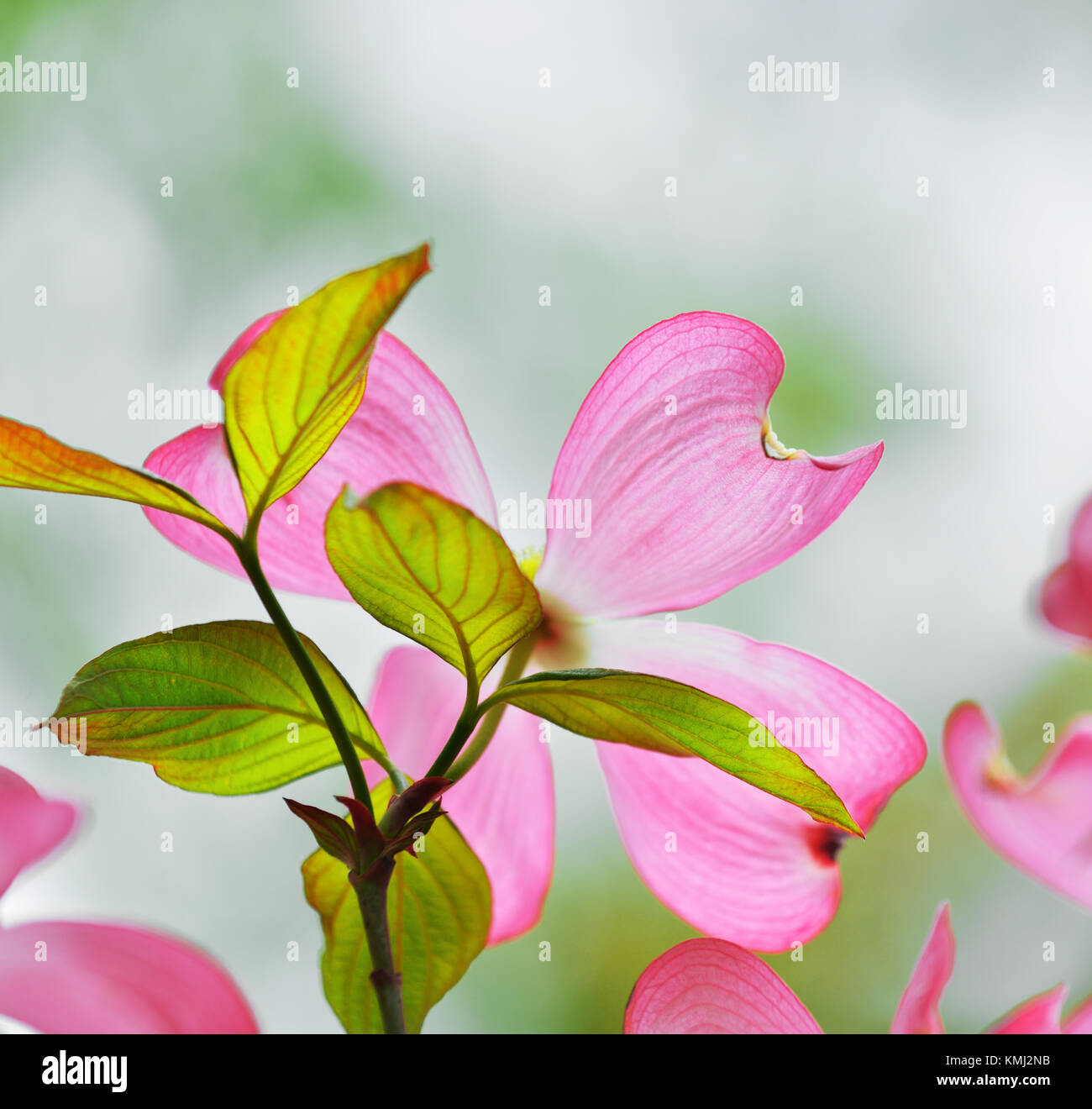 Flowering dogwood detail. Pink flower and new leaves isolated on creamy, soft focus background Stock Photo