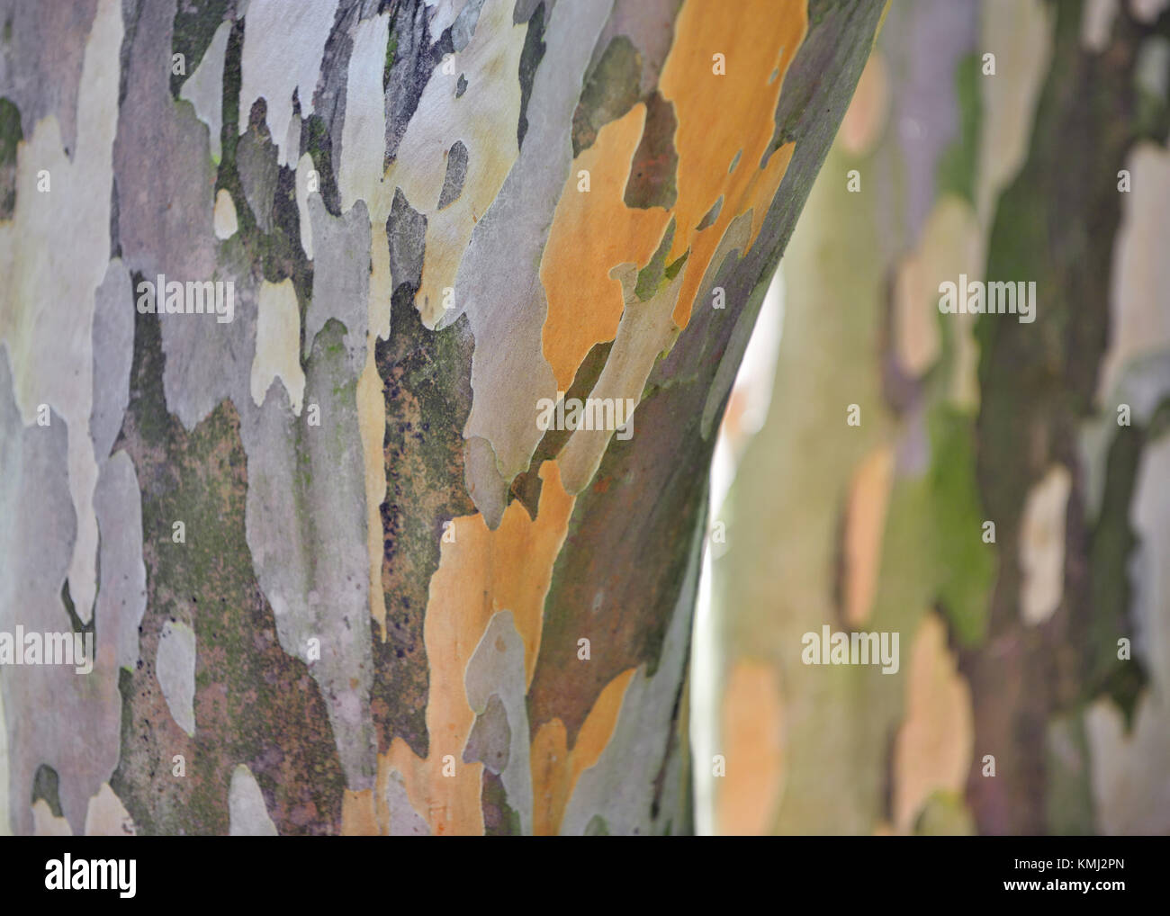 Japanese Stewartia, bark texture and pattern Stock Photo