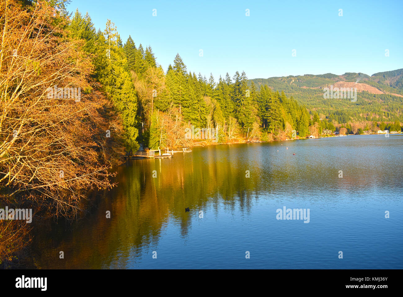 Trees along the Lake Samish shoreline in Bellingham, Washington, USA Stock Photo 167584115 Alamy