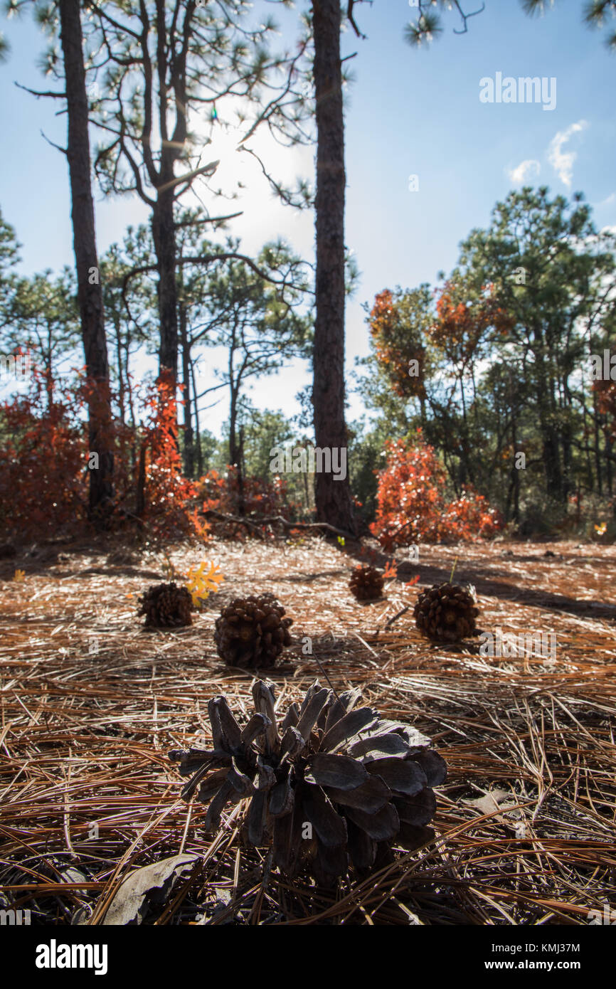 Pine cones lying on bed of pine needles with fall colors behind Stock Photo