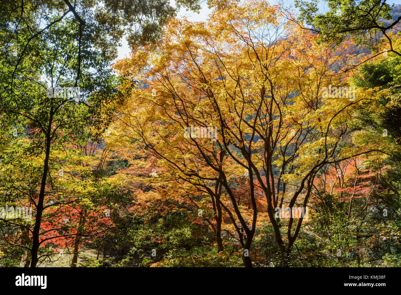 Beautiful fall color at Arashiyama, Kyoto, Japan Stock Photo