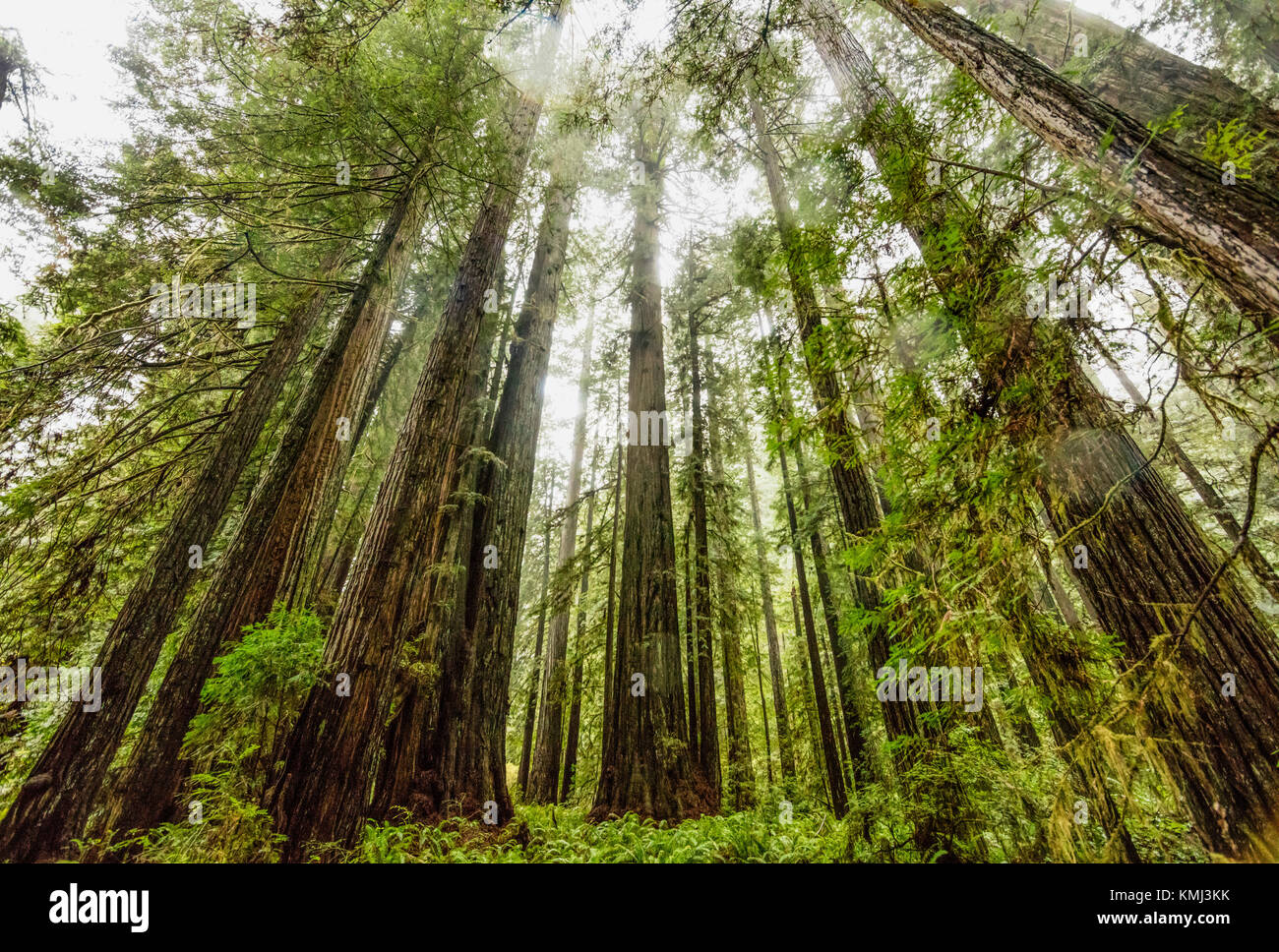 Giant Redwood trees in Prairie Creek Redwoods State Park, California Stock Photo