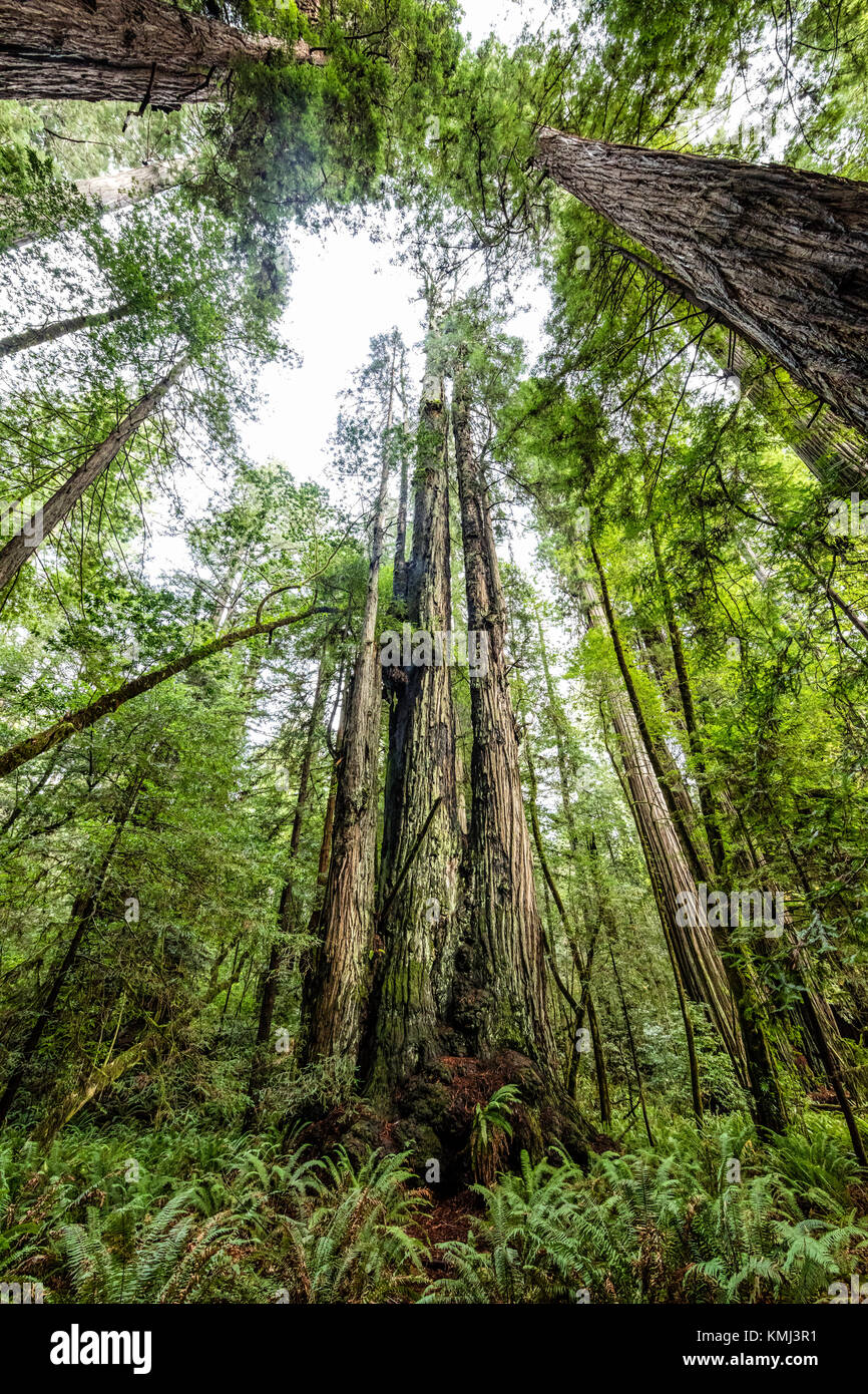 Giant Redwood trees in Tall Trees Grove, Redwood National Park