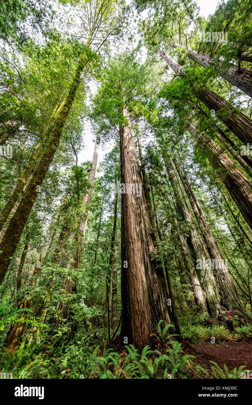 Giant Redwood trees in Tall Trees Grove, Redwood National Park