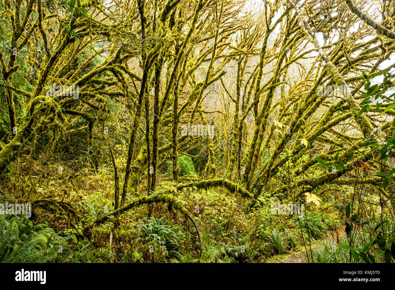 Epiphytic moss growing on redwood branches creates a sureal atmosphere in Prairie Creek Redwoods State Park Stock Photo