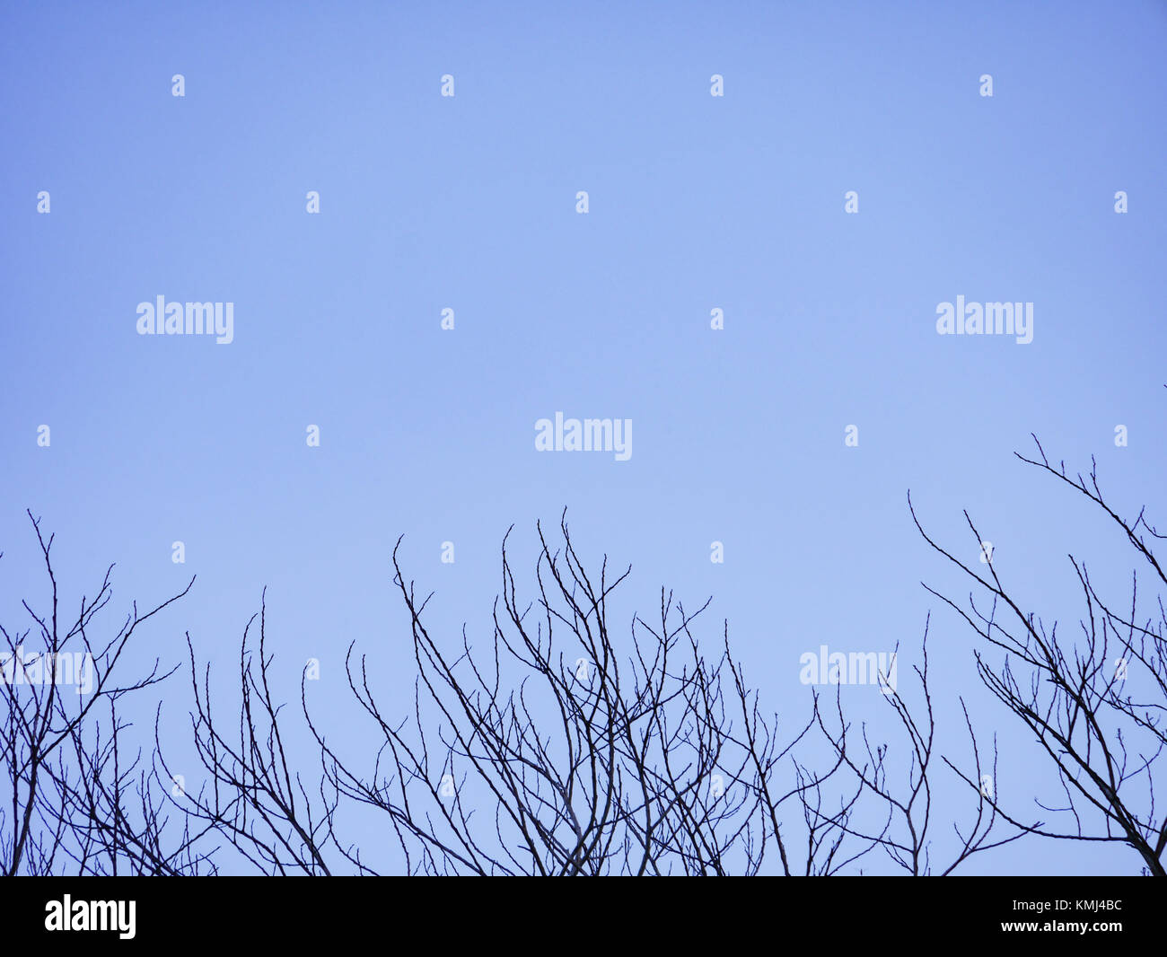 cloudy beautiful blue sky background and dry branch tree Stock Photo ...