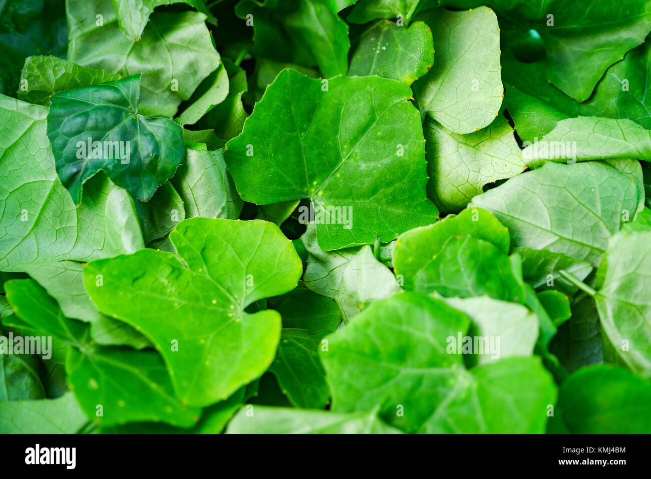 Ivy Gourd leaves, Ingredients for cooking and herbs. Stock Photo