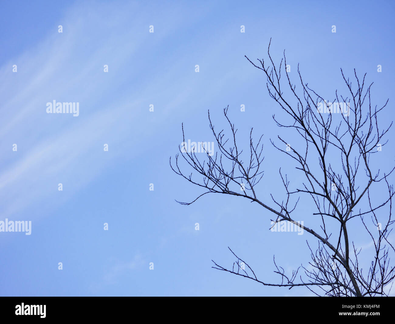 cloudy beautiful blue sky background and dry branch tree Stock Photo ...