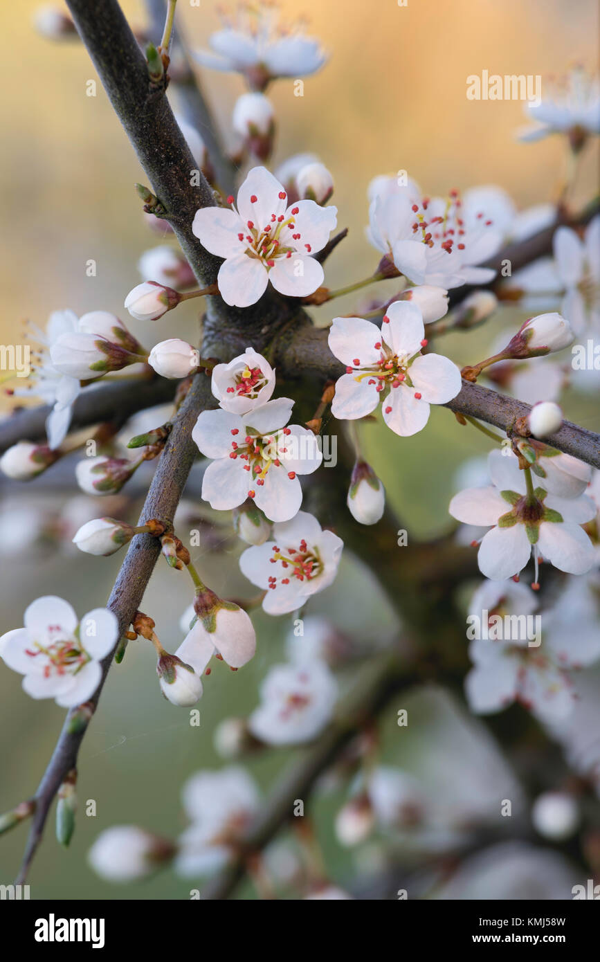Blackthorn prunus spinosa in flowerbloom Stock Photo