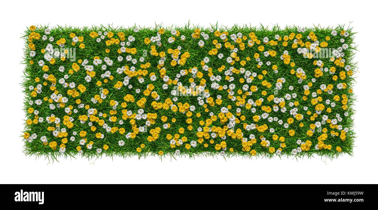 Closeup of grass carpet with flowers Stock Photo Alamy