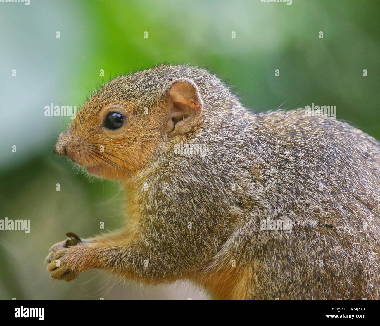 Squirrel. St Lucia, South Africa Stock Photo Alamy
