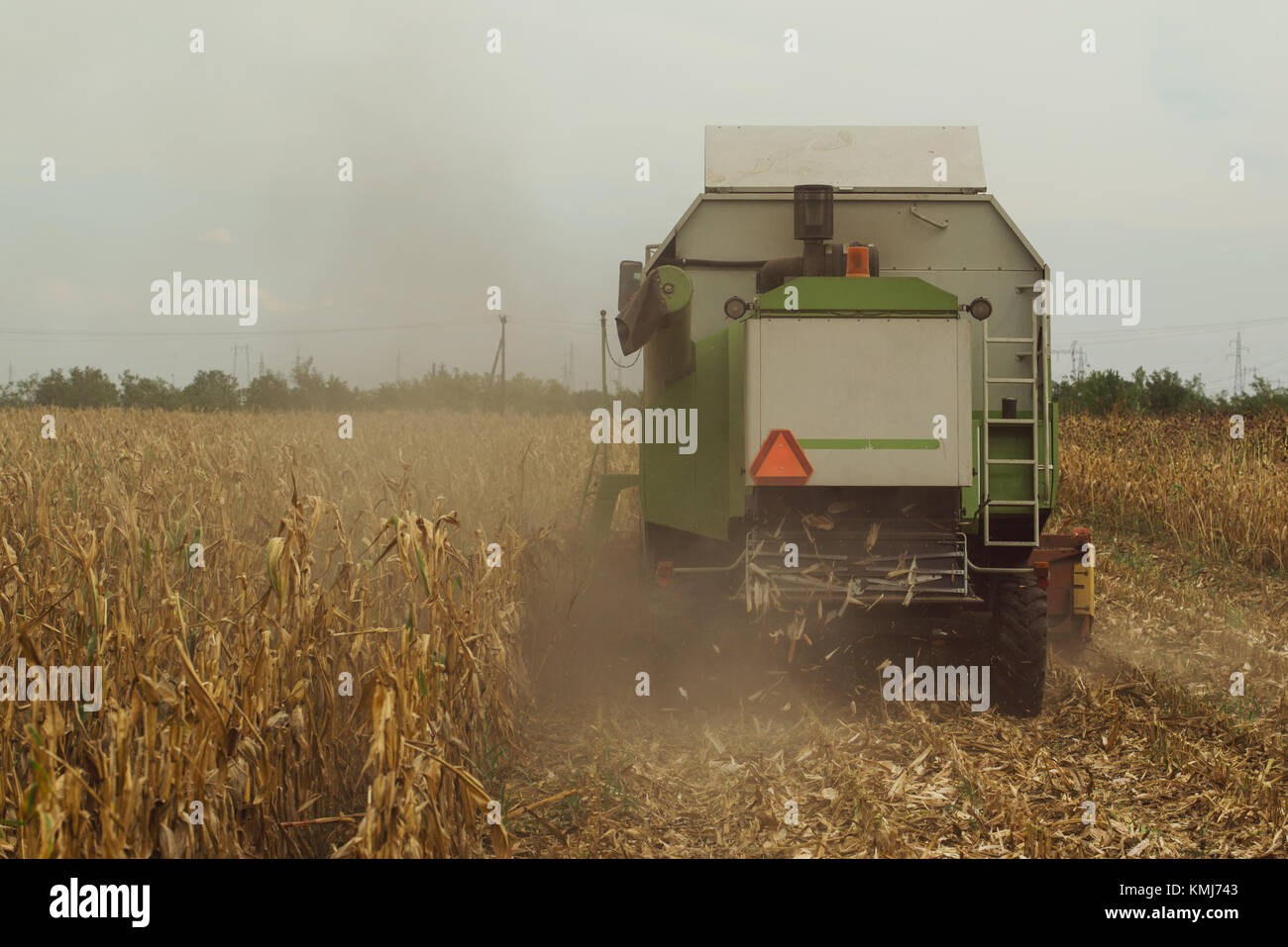 Harvesting corn crop field. Combine harvester working on plantation. Agricultural machinery gathering ripe maize crops. Stock Photo