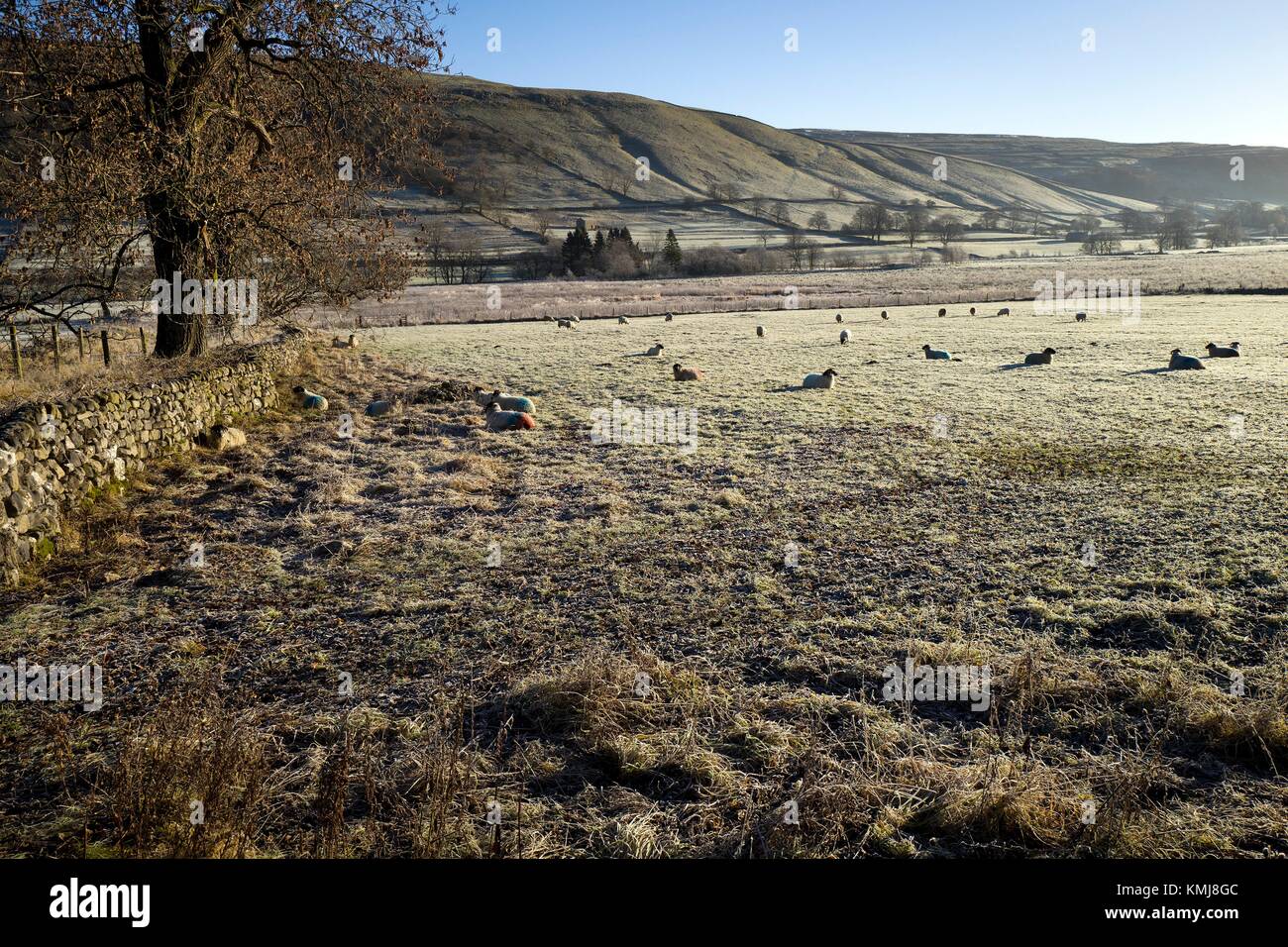 Cold and icy morning of a rural landscape with blue sky, trees and lambs. Buckden, Skipton