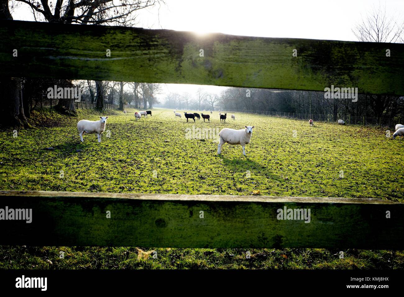 Backlit of a rural field seen through a wooden fence with a herd of lambs on the other side and some looking at the camera. Conistone Skipton, North Stock Photo